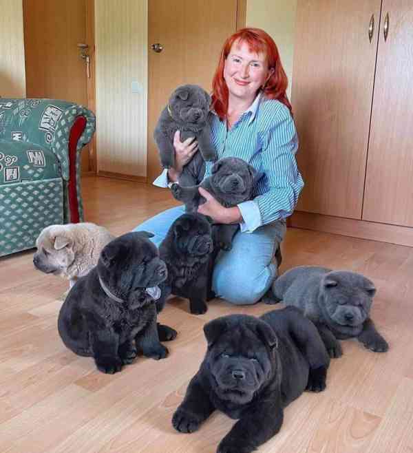 petŠtěňata Chow Chow registrovaná v RKC - foto 2