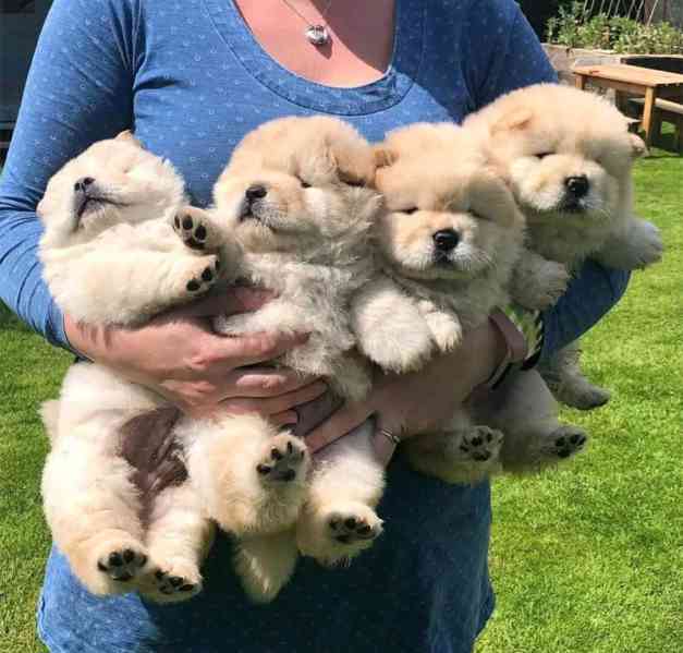 petŠtěňata Chow Chow registrovaná v RKC - foto 1