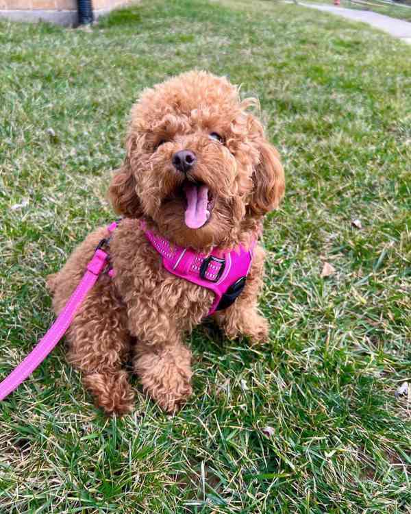 Prodám štěňata Goldendoodle Hele, na co čekáš?? Tyhle miláčk - foto 3