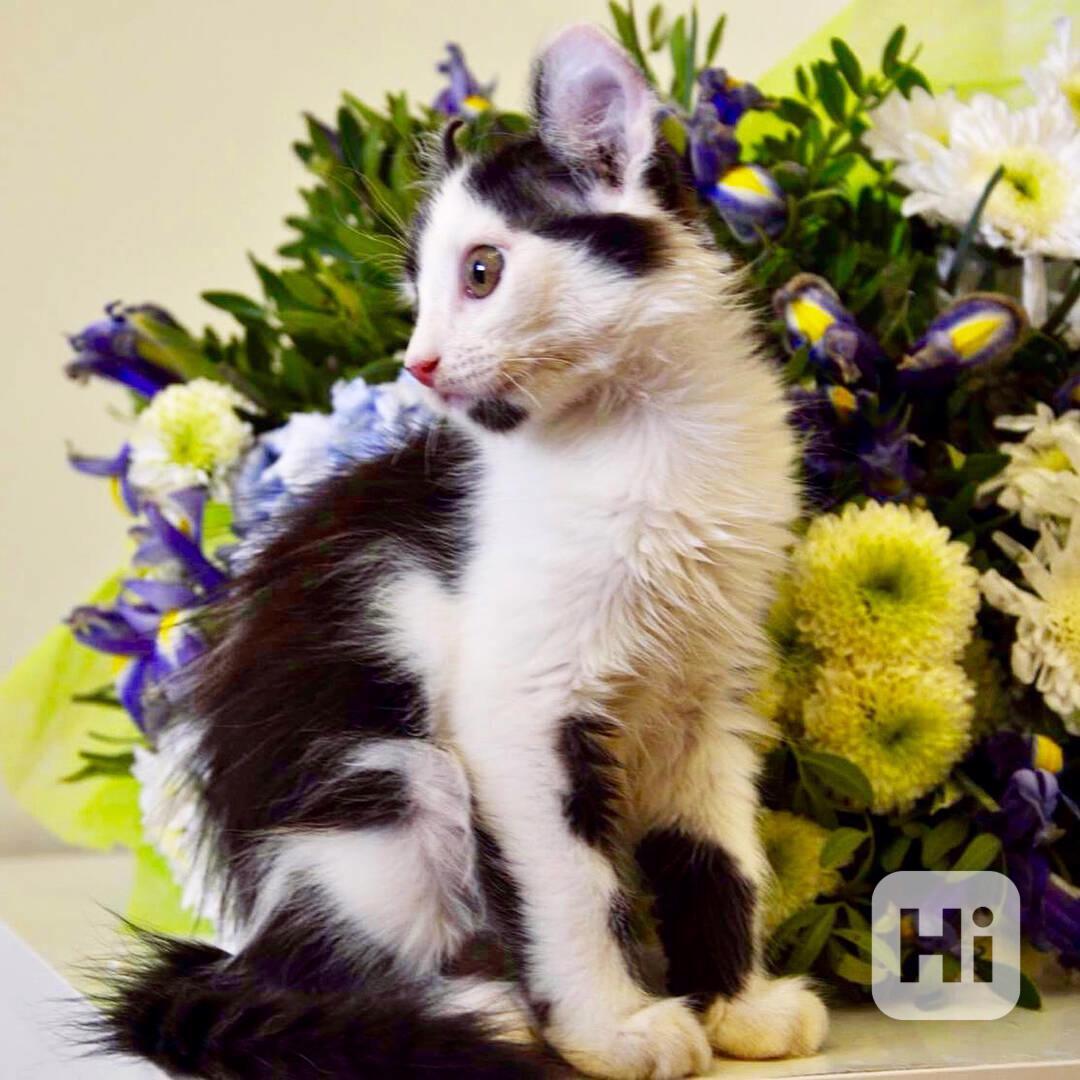 Tato dokonale úchvatná koťata plemene Toyger  - foto 1