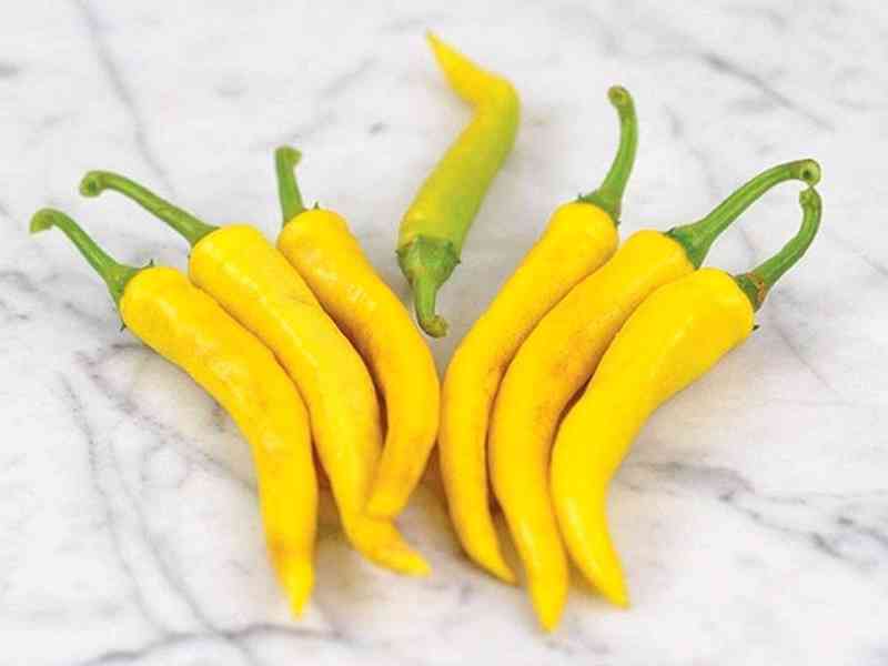 Chilli Golden Cayenne Pepper - semena