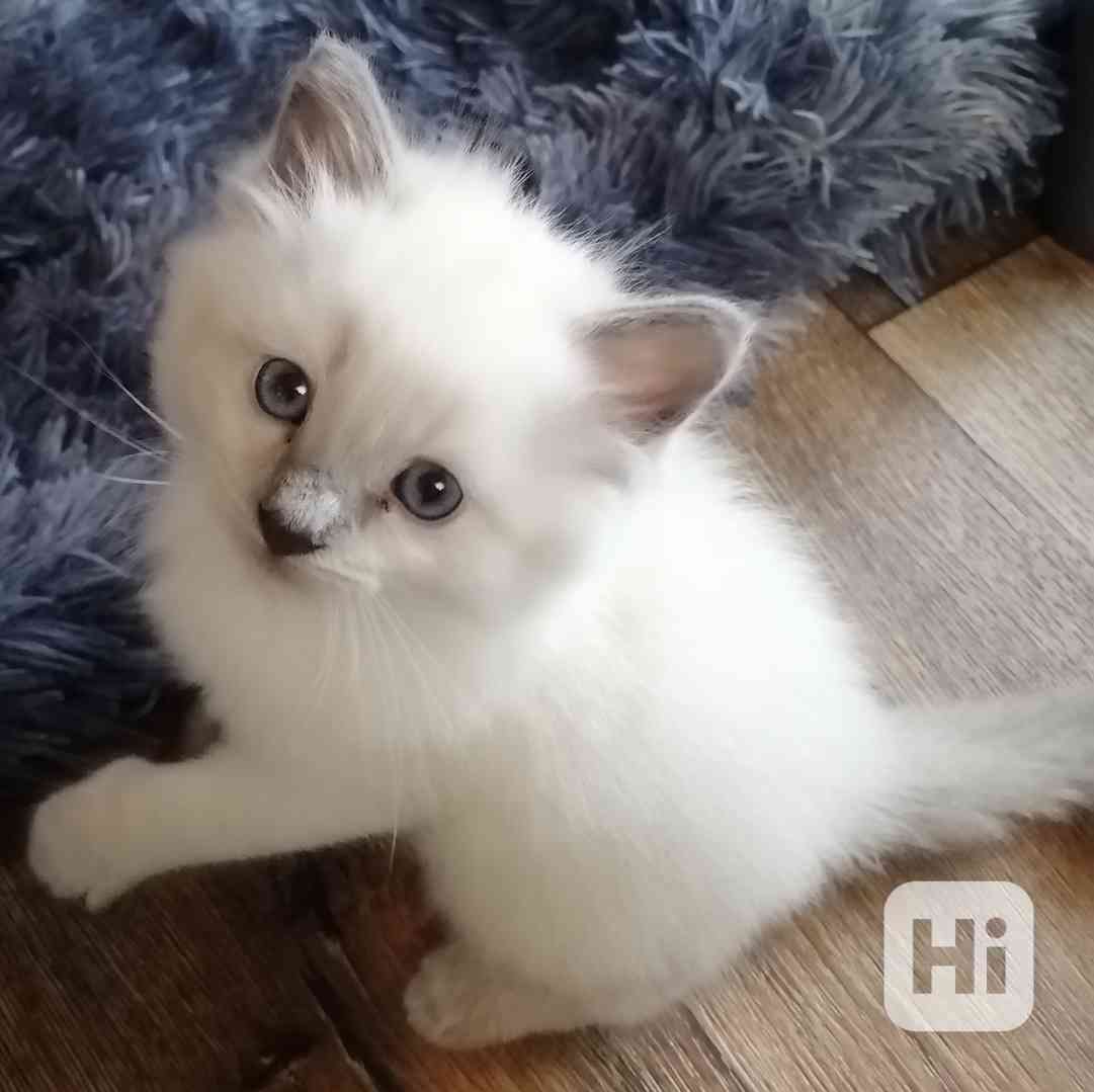 Ragdoll bez PP - foto 1
