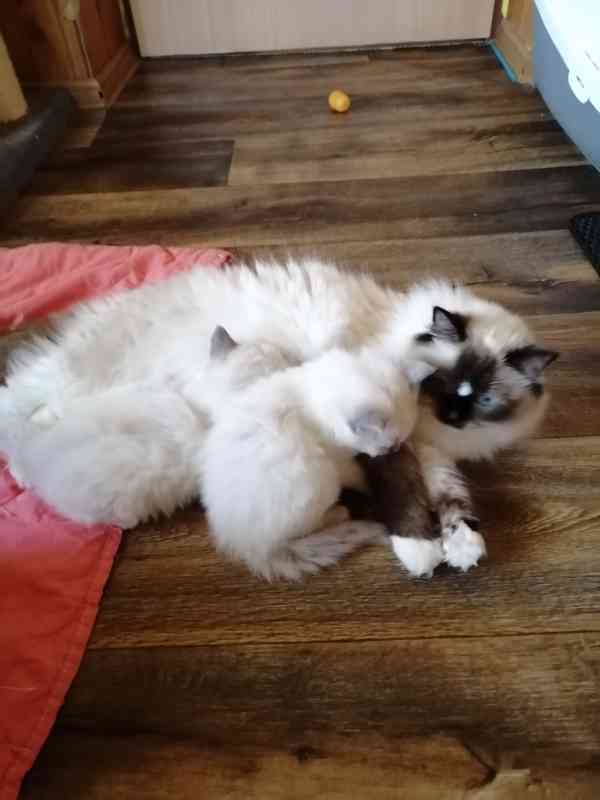 Ragdoll bez PP - foto 5