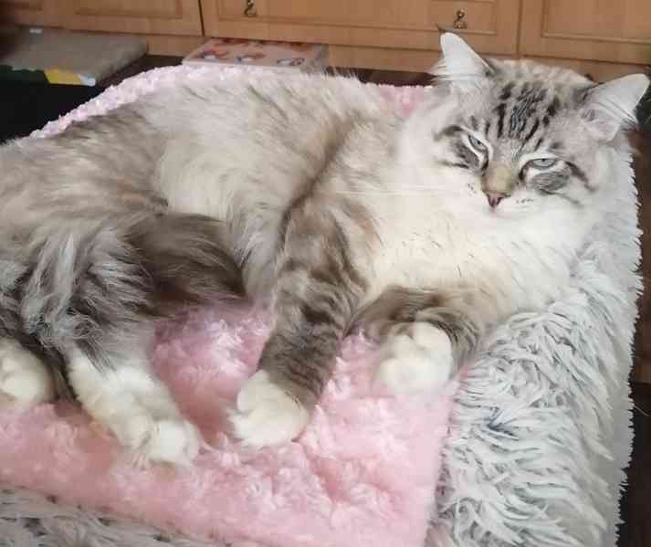 Ragdoll bez PP - foto 9