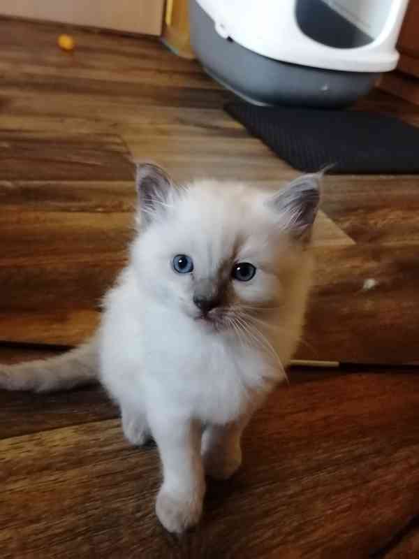 Ragdoll bez PP - foto 4
