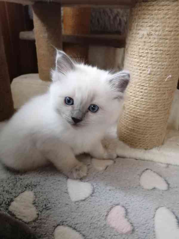 Ragdoll bez PP - foto 2