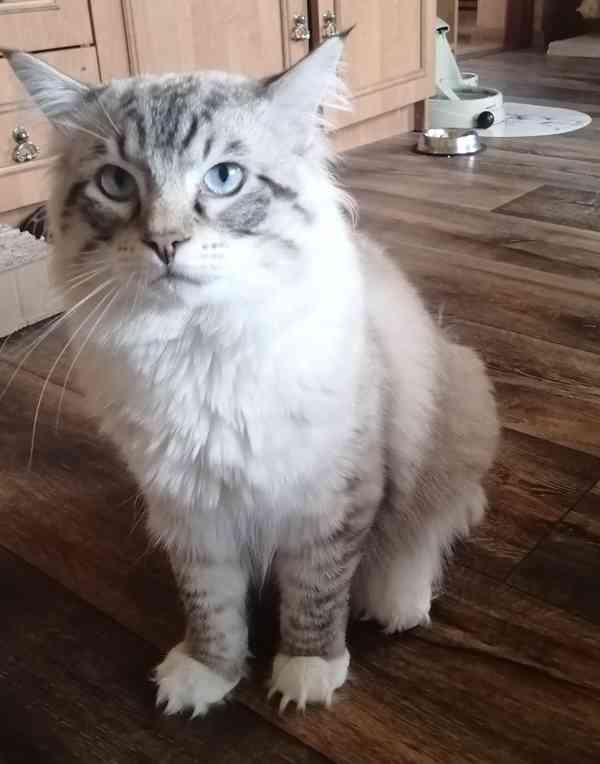 Ragdoll bez PP - foto 10