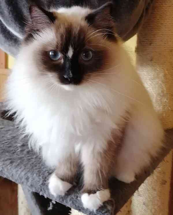 Ragdoll bez PP - foto 7