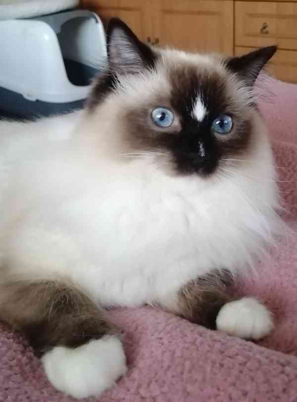 Ragdoll bez PP - foto 8
