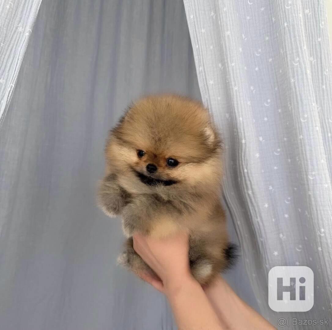 Německý špic. Mini pomeranian bez PP.  - foto 1