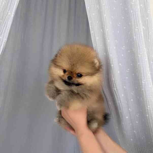Německý špic. Mini pomeranian bez PP.  - foto 1