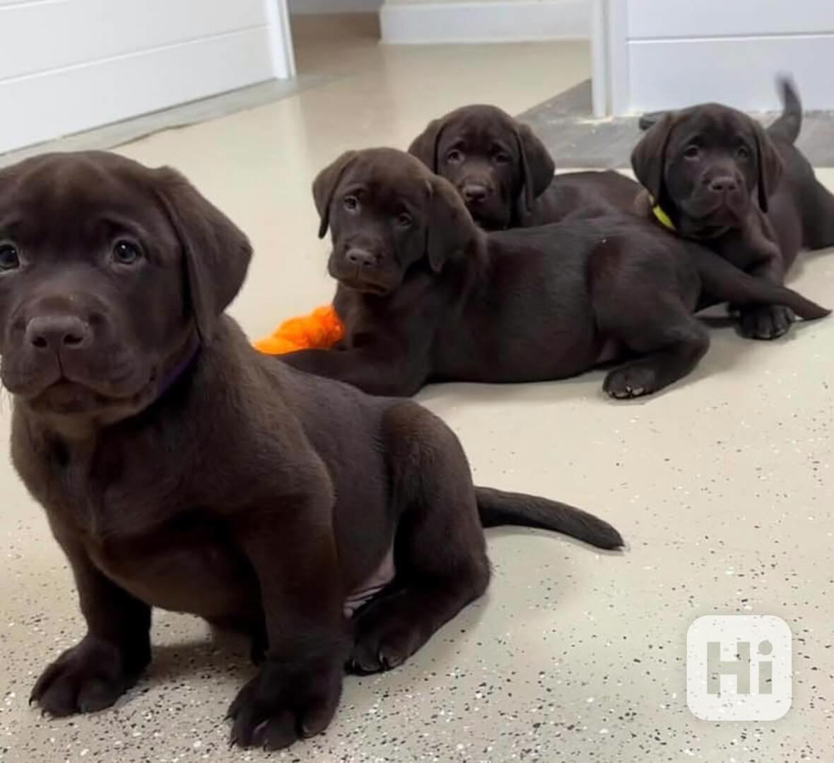 🐾 Roztomilá a okouzlující štěňata labradorského retrívra na - foto 1