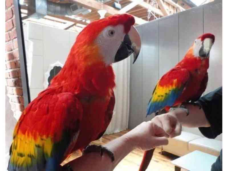 Zcela zdarma papoušci ara pro adopci zdarma