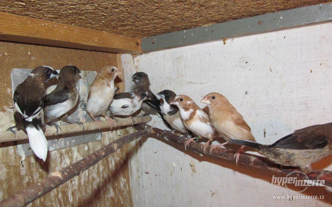 Chůvičky japonské - foto 1