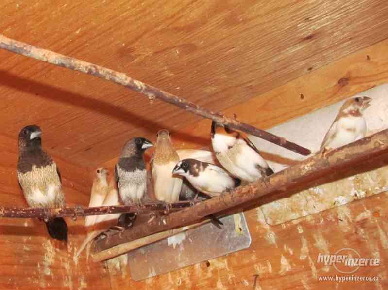 Chůvičky japonské - foto 2