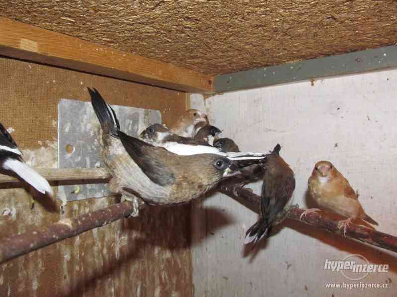 Chůvičky japonské - foto 3