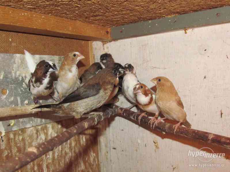 Chůvičky japonské - foto 4