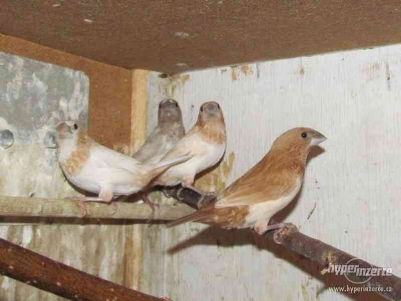 Chůvičky japonské - foto 5