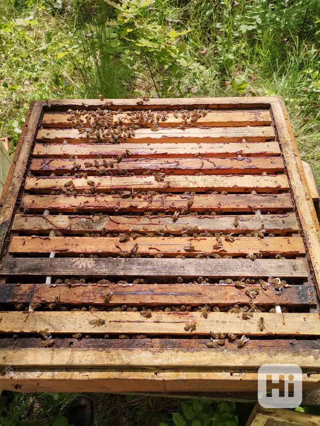 Včely včelstva oddělky  - foto 1