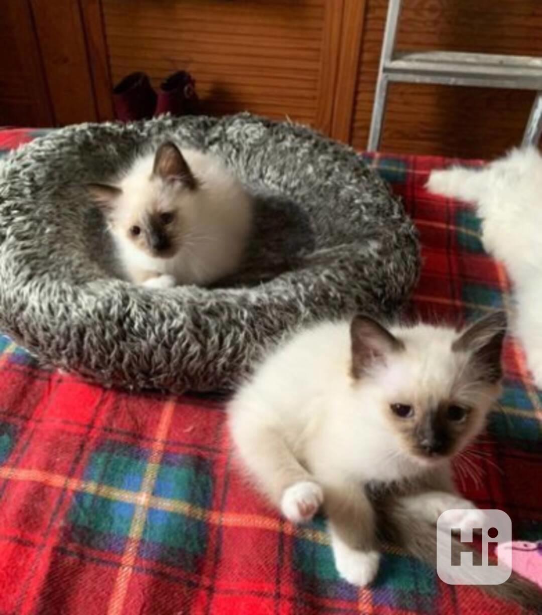 Krásná koťata posvátné birmy - foto 1