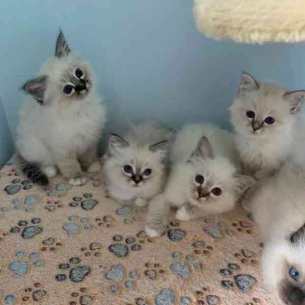 Krásná koťata posvátné birmy - foto 4