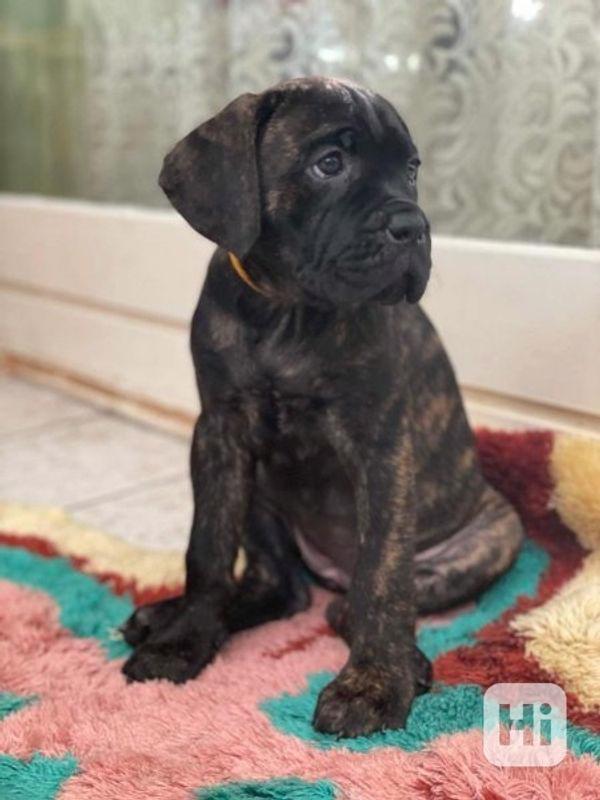 6 wunderschöne Cane Corso Welpen abzugeben - foto 1
