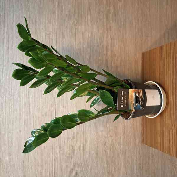 Zamioculcas Zamiifolia Lima - foto 3