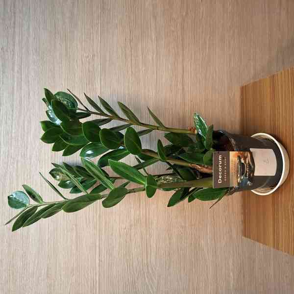 Zamioculcas Zamiifolia Lima - foto 2