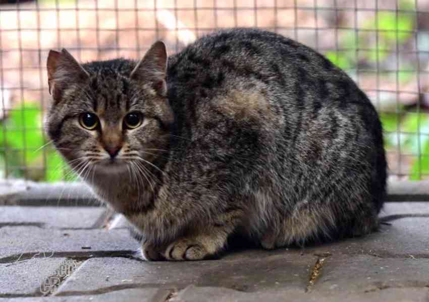 Darujeme myšilovku - foto 1