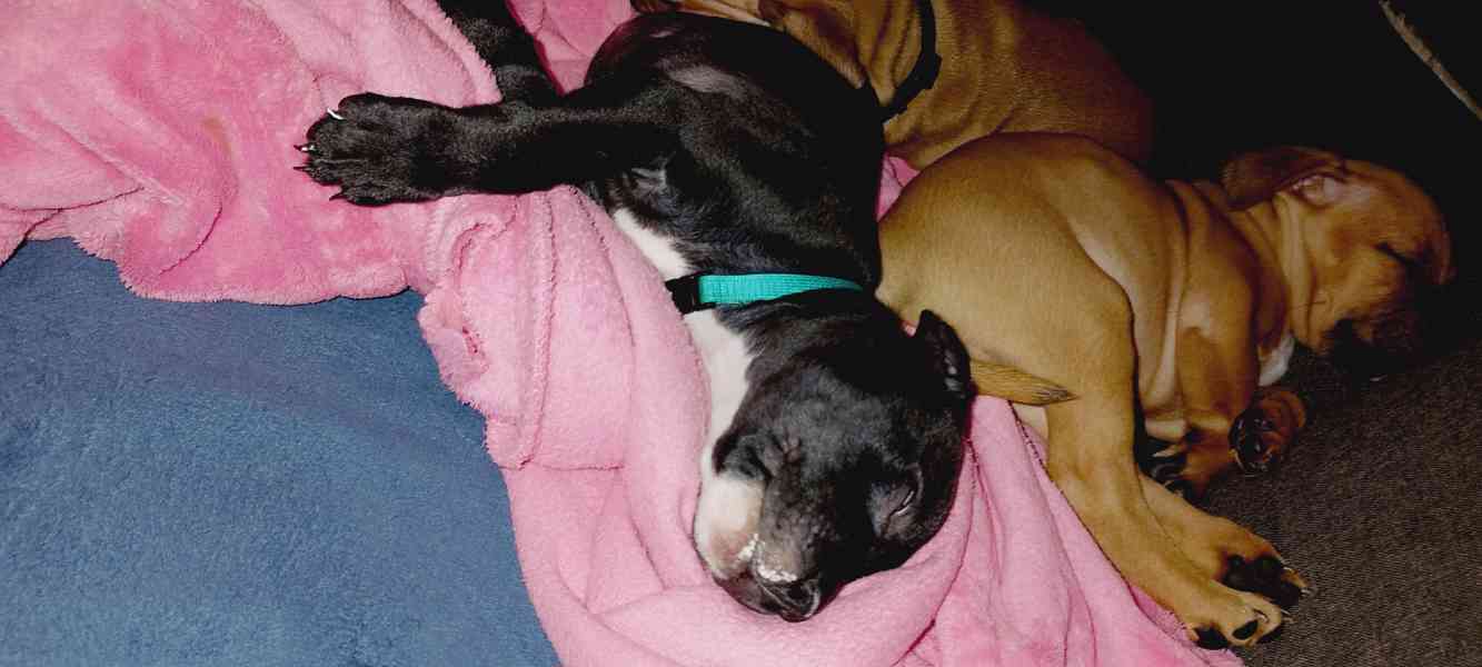 Štěňátka APBTxStaford  - foto 15