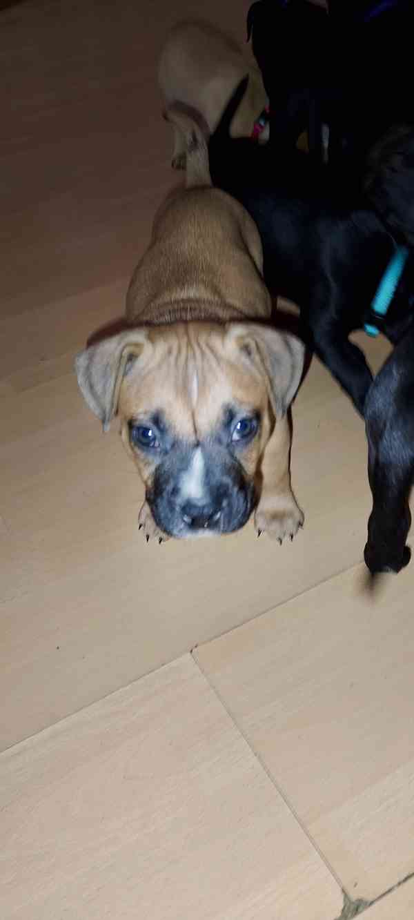 Štěňátka APBTxStaford  - foto 13