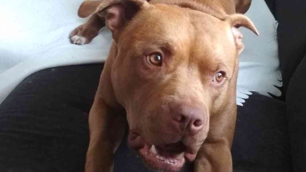 Štěňátka APBTxStaford  - foto 8