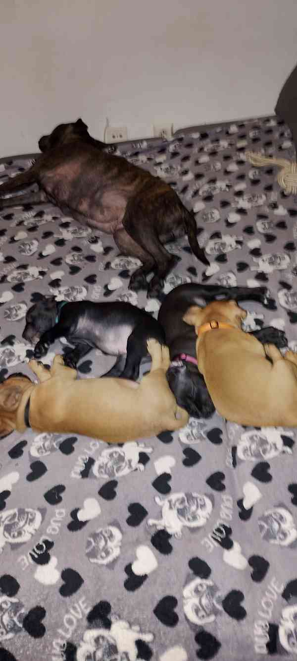 Štěňátka APBTxStaford  - foto 9