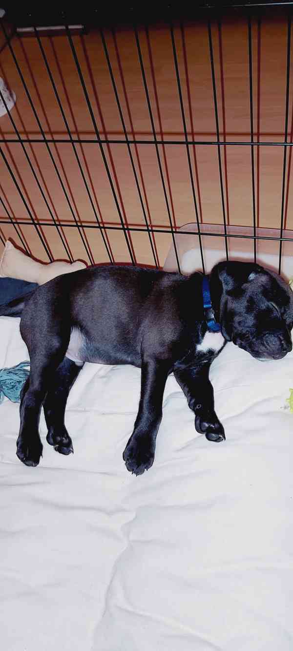 Štěňátka APBTxStaford  - foto 6