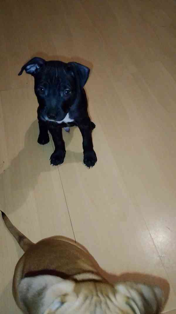 Štěňátka APBTxStaford  - foto 17