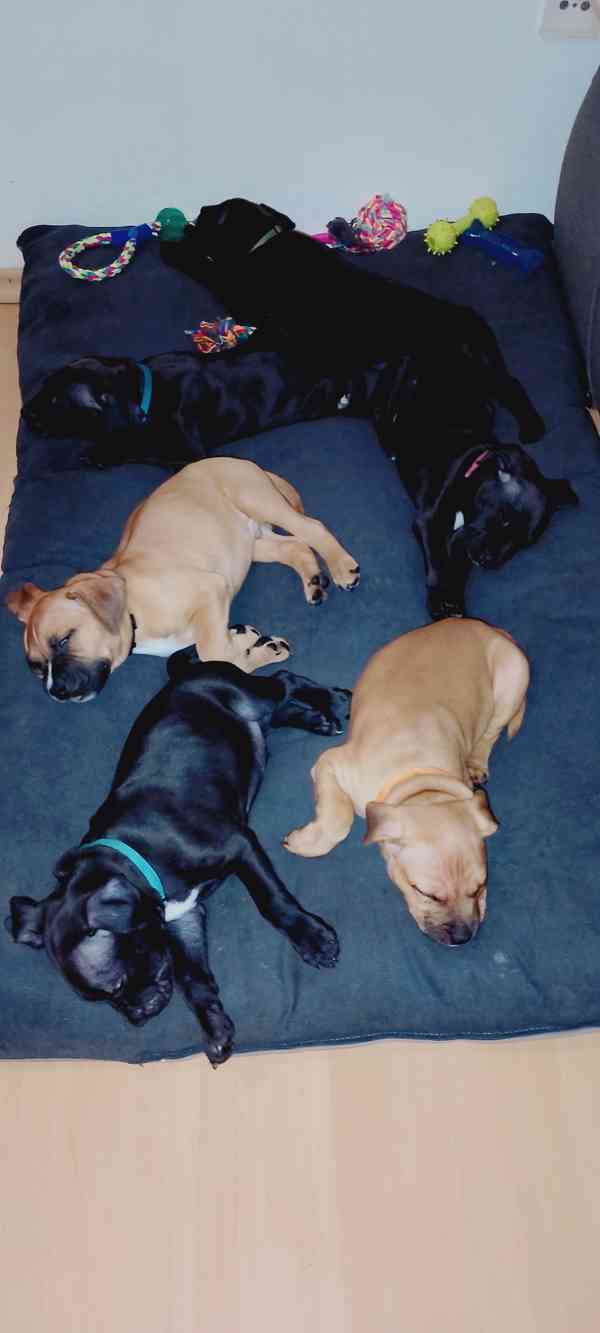 Štěňátka APBTxStaford  - foto 18