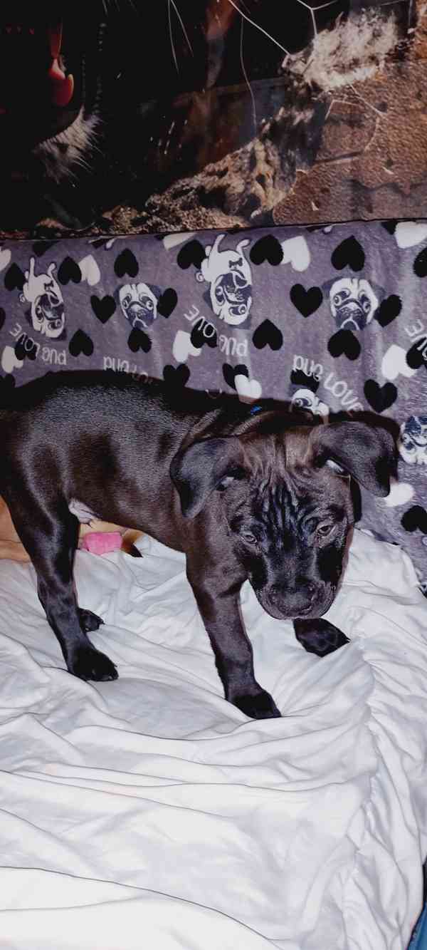 Štěňátka APBTxStaford  - foto 19