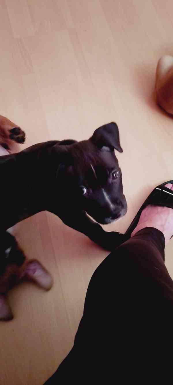 Štěňátka APBTxStaford  - foto 3