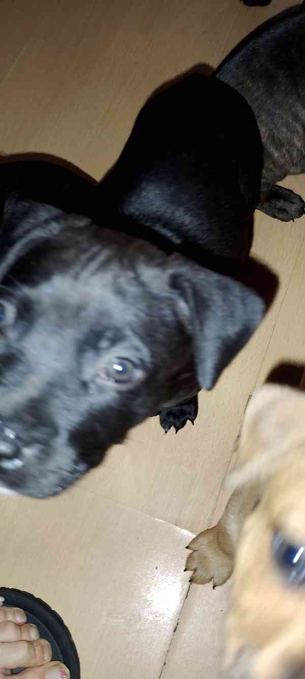 Štěňátka APBTxStaford  - foto 12