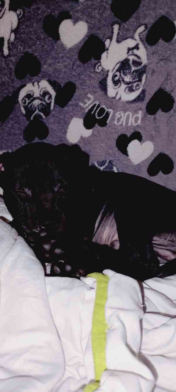 Štěňátka APBTxStaford  - foto 22