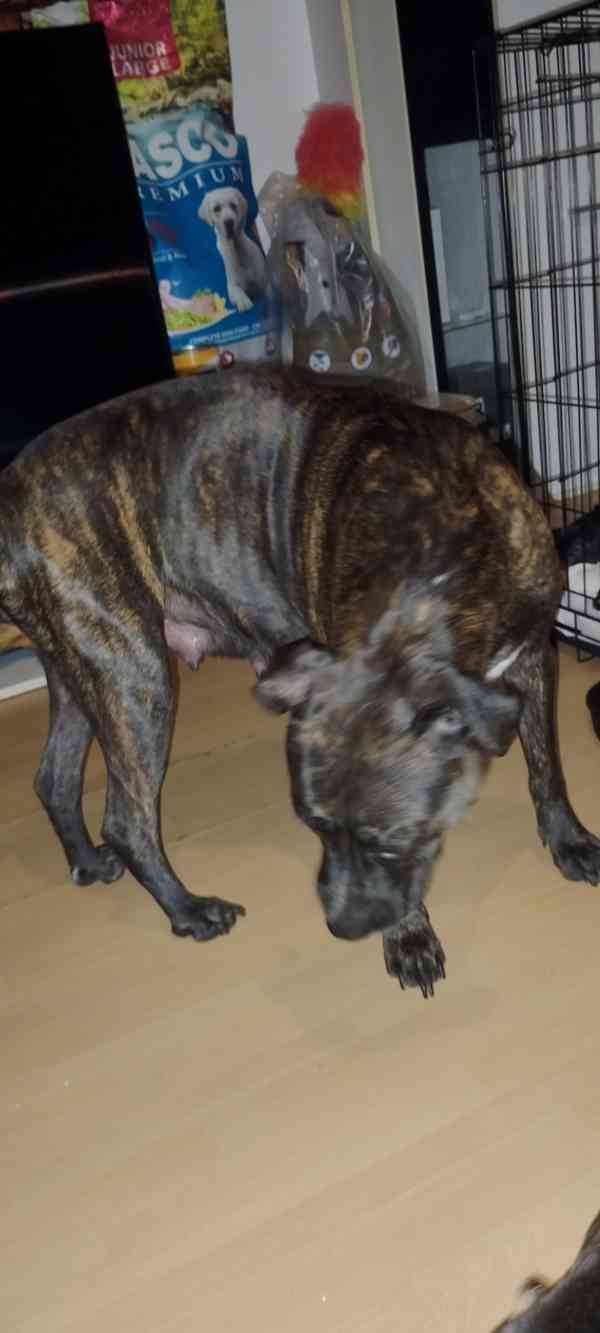 Štěňátka APBTxStaford  - foto 14