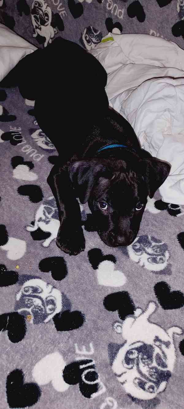 Štěňátka APBTxStaford  - foto 21