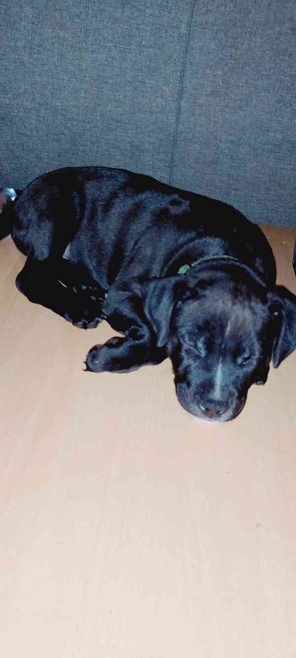 Štěňátka APBTxStaford  - foto 20