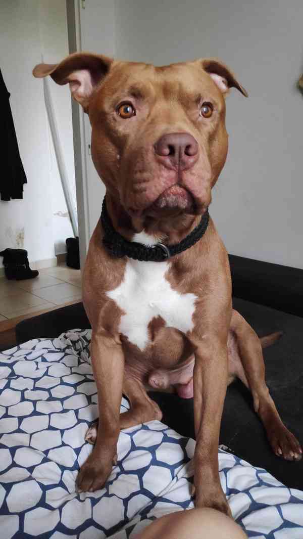 Štěňátka APBTxStaford  - foto 7