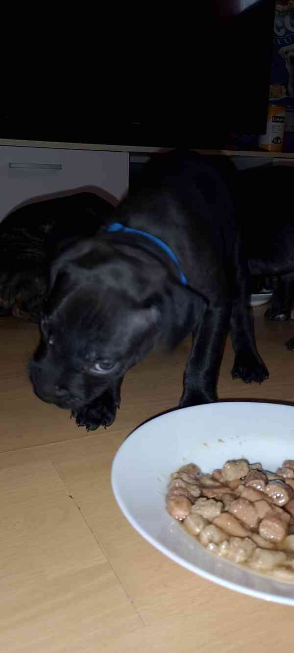 Štěňátka APBTxStaford  - foto 2