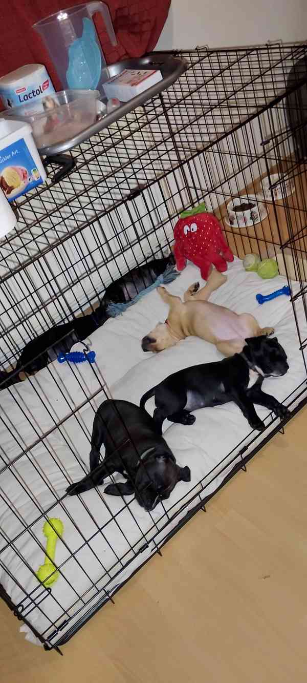 Štěňátka APBTxStaford  - foto 10