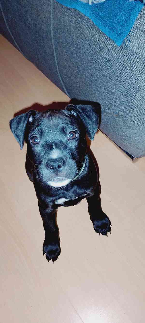 Štěňátka APBTxStaford  - foto 18