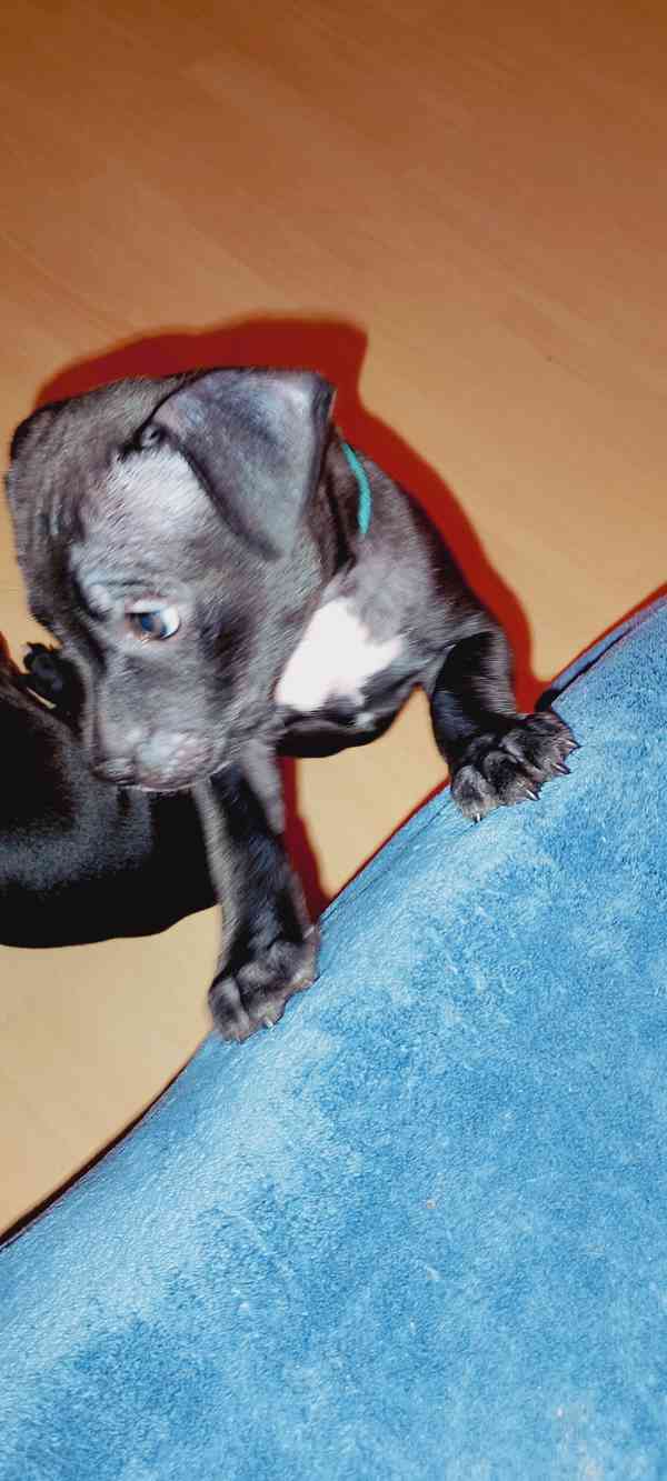 Štěňátka APBTxStaford  - foto 4