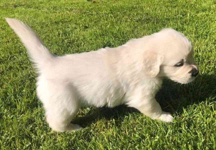 Štěňata zlatého retrívra jsou ihned k dispozici - foto 2