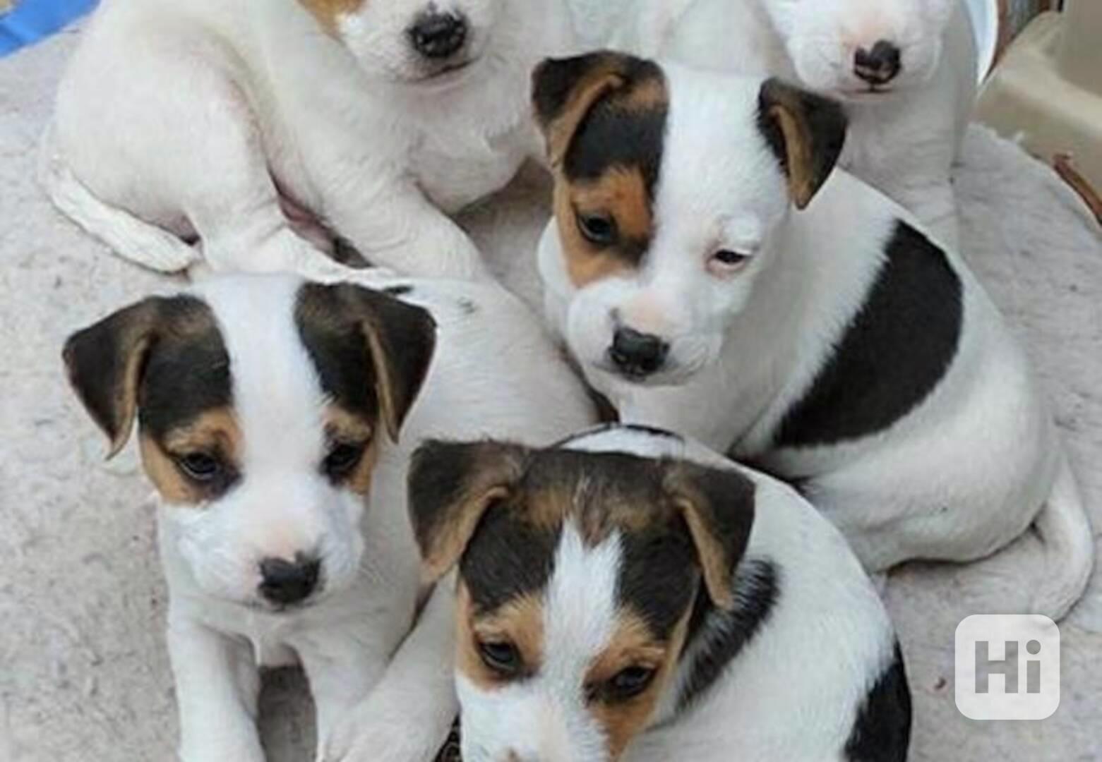 štěňátka Jack Russel teriér - foto 1